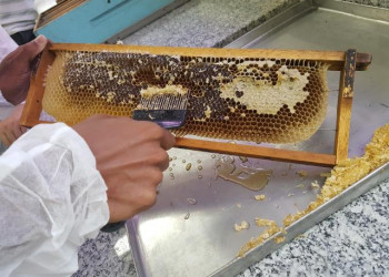 Piauí exportou 7 mil toneladas de mel em 2022